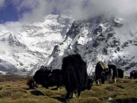 
Yaks at Pangpema below Kangchenjunga North Face - Their Home Is Below Kangchenjunga DVD

